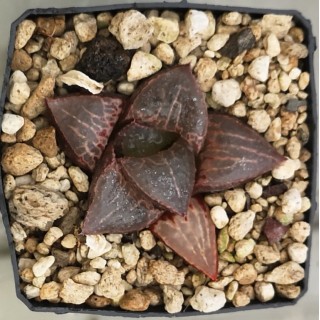 Haworthia badia high quality 'Shutendouji'